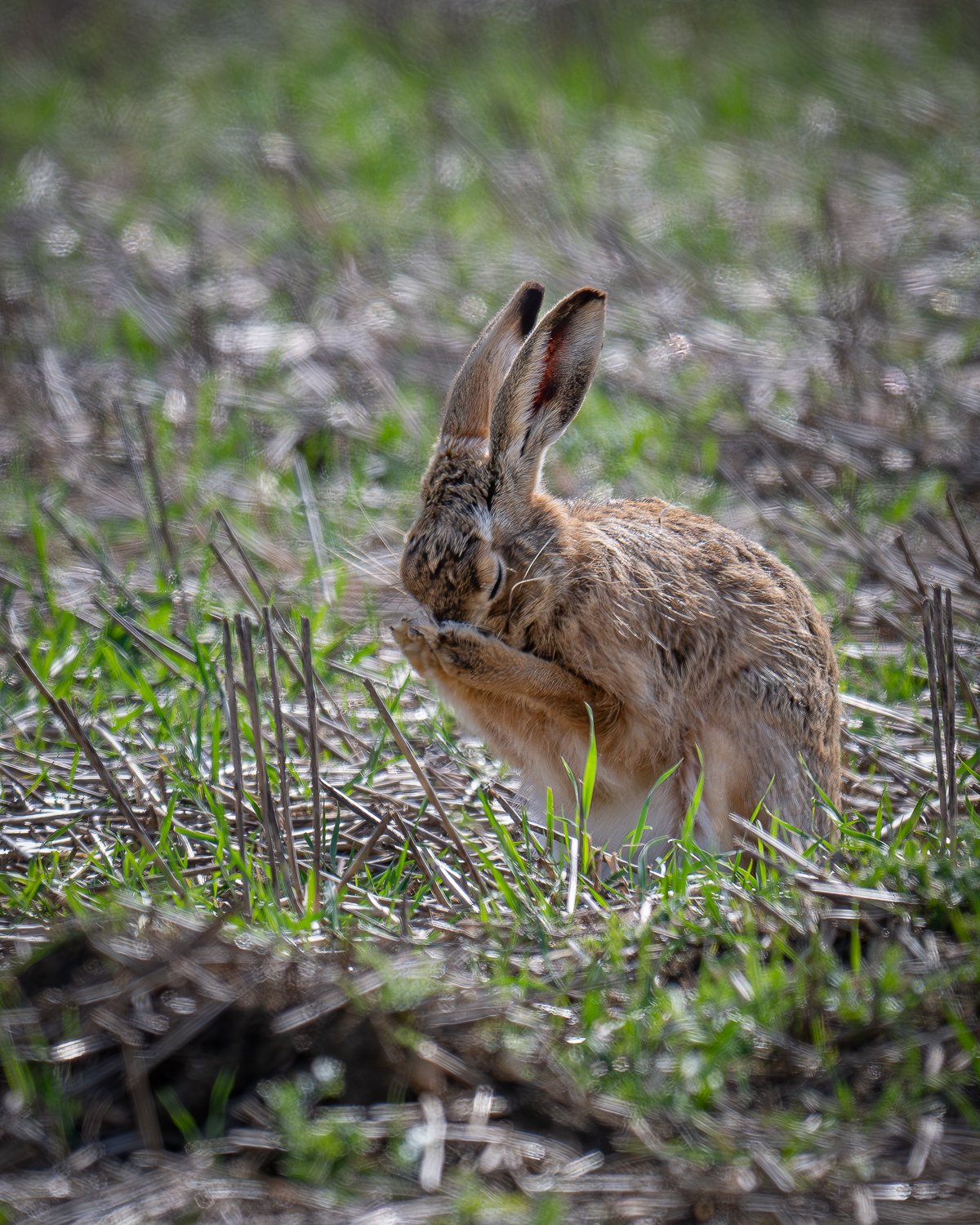 JAN_0515-Enhanced-NR-Edit.jpg (Copy)