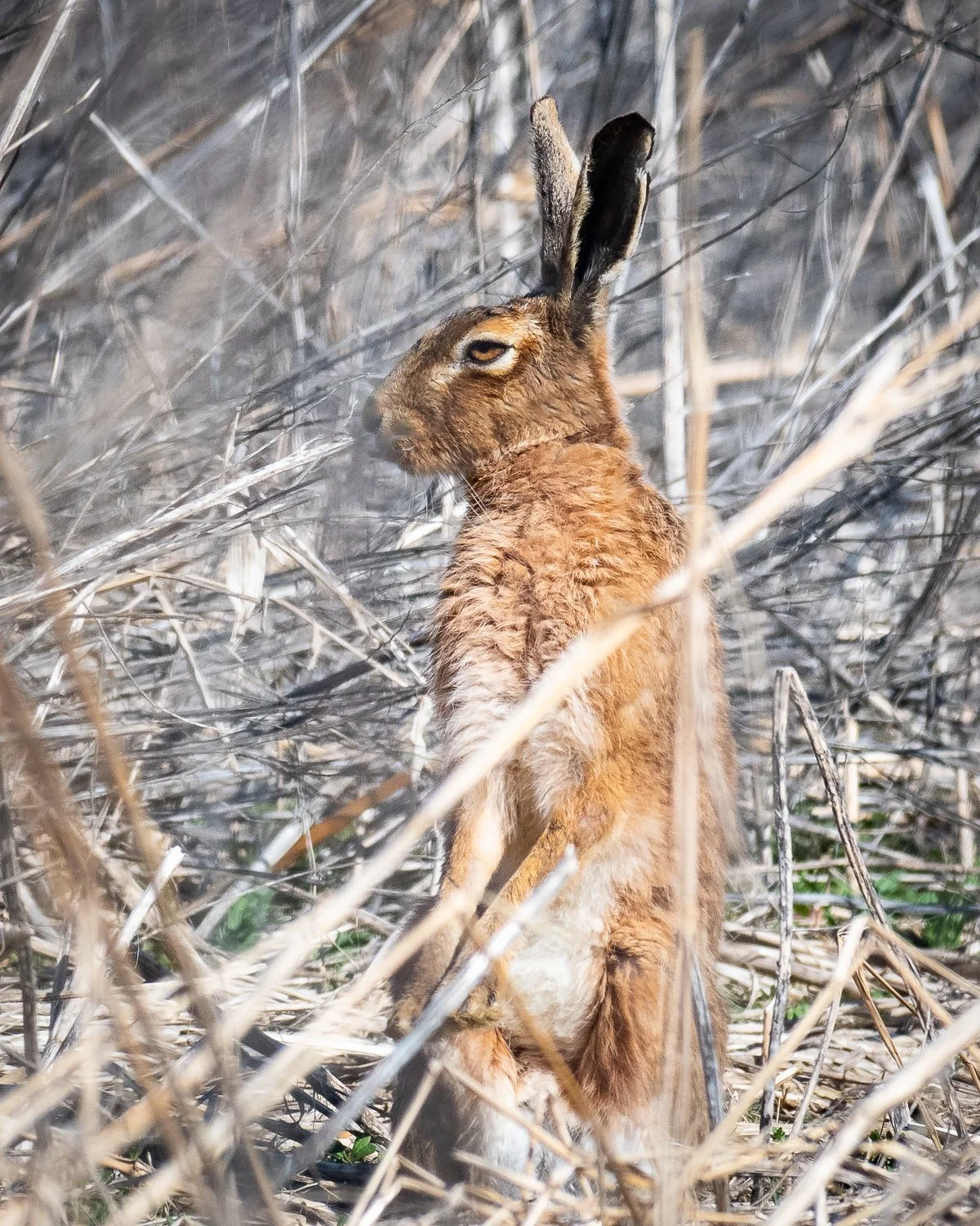 JAN_1302-Edit.jpg (Copy)