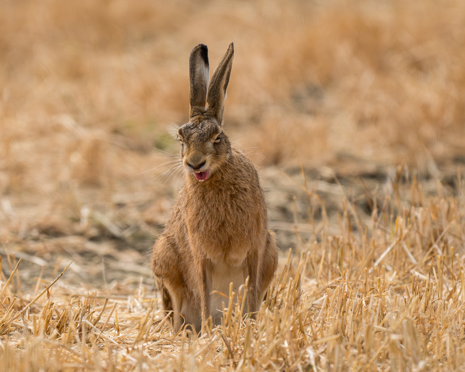 PD8-39-Enhanced-NR.jpg (Copy)