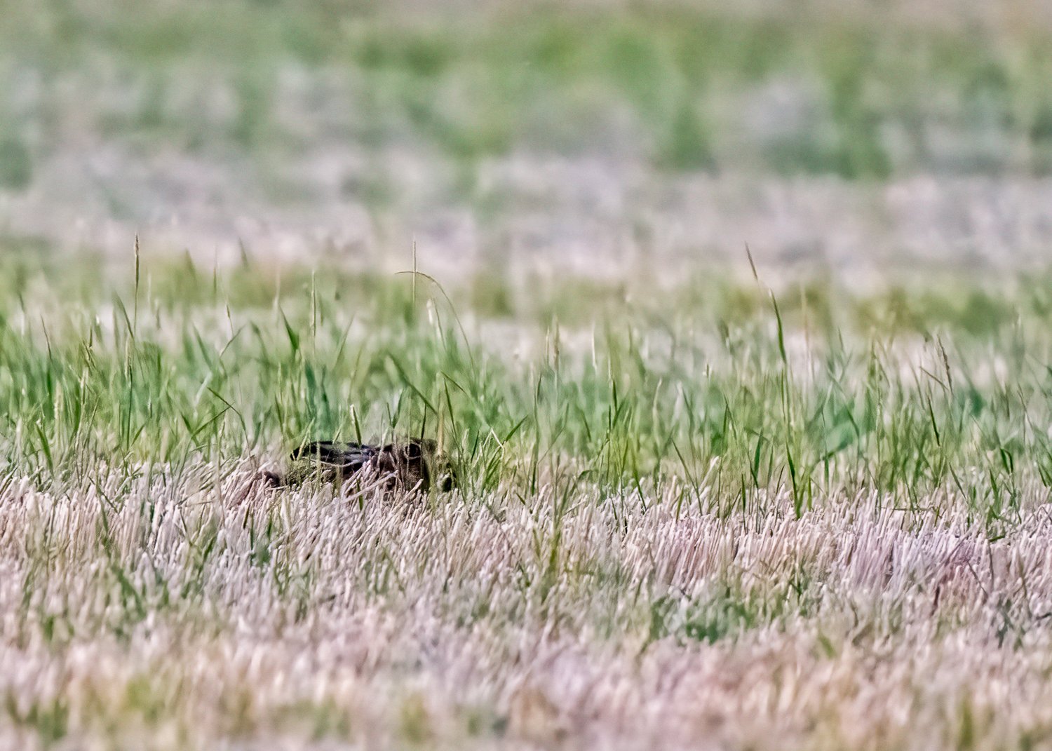 PDZ_4415-Edit.jpg (Copy)