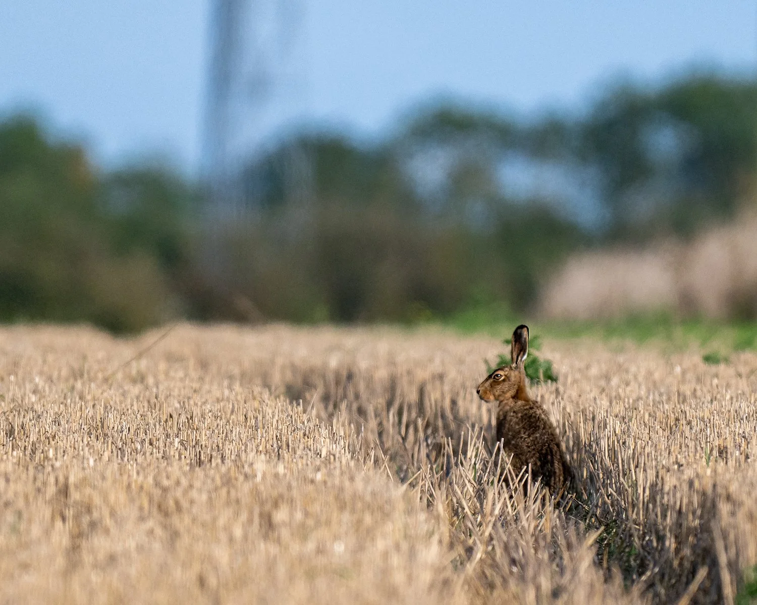 PDZ_9208-Edit.jpg (Copy)