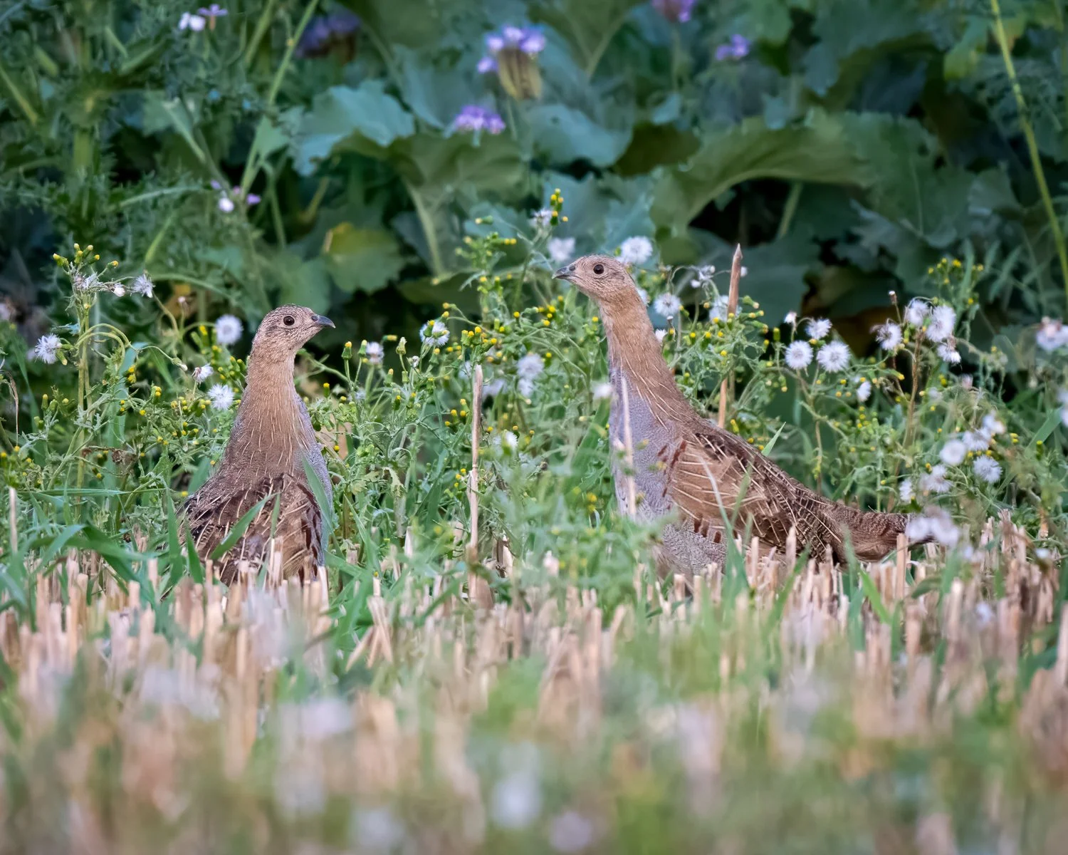 PDZ_7012-Edit.jpg