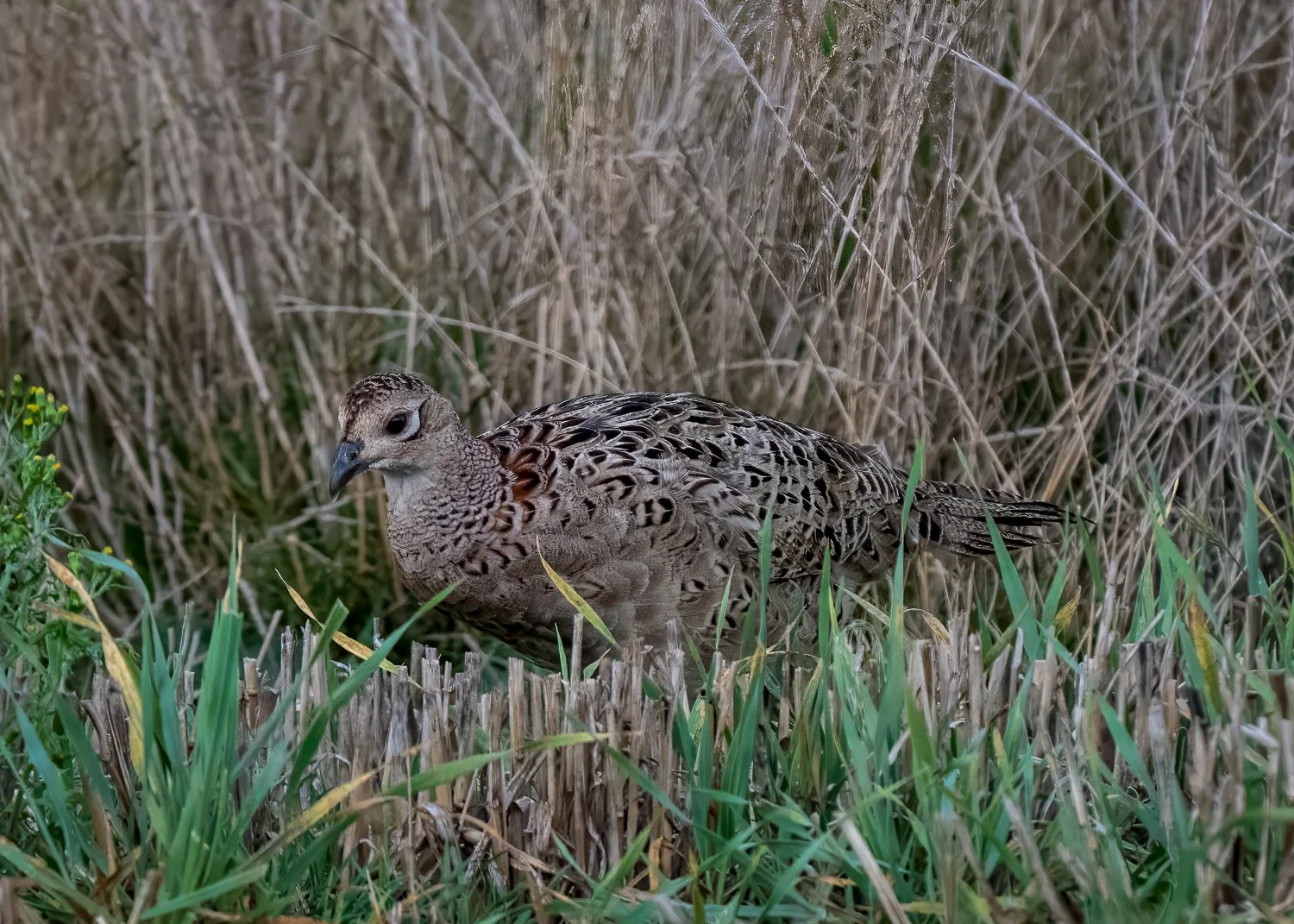 PDZ_8341-Edit.jpg