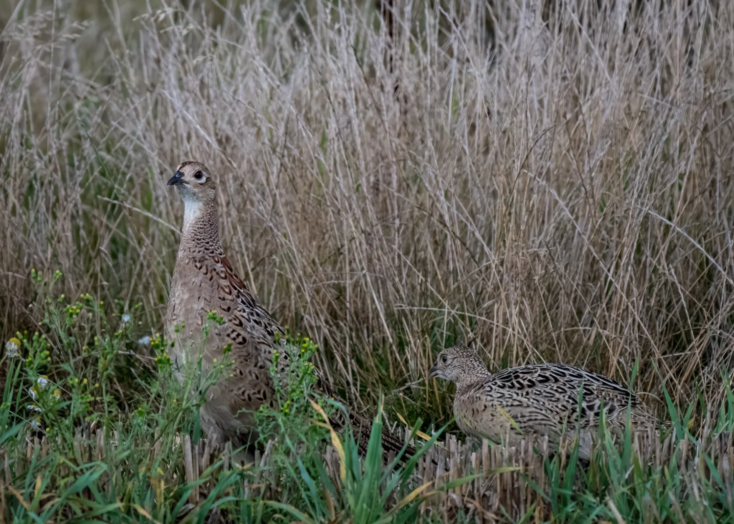 PDZ_8358-Edit.jpg