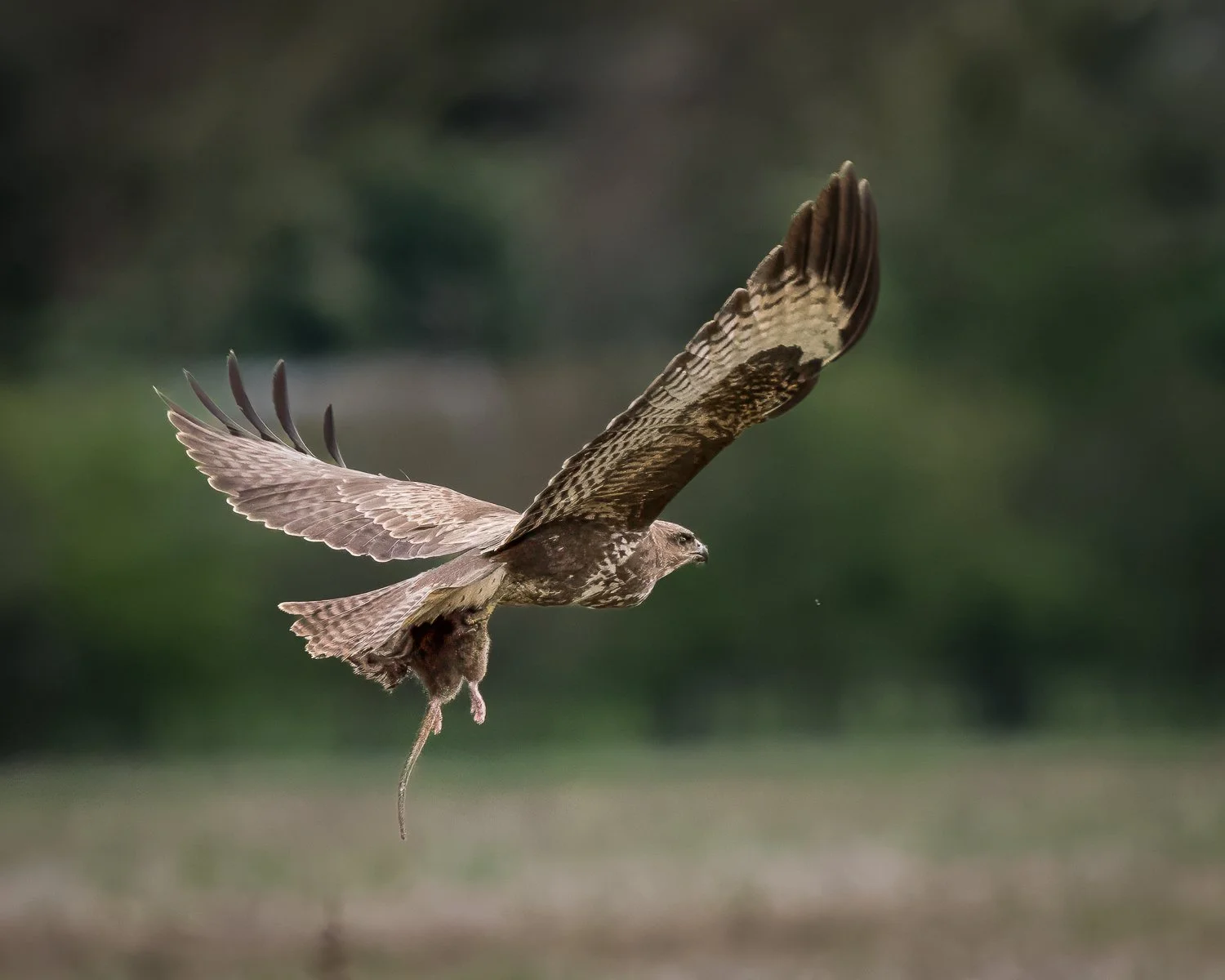 PZ8_3502-Edit-Edit.jpg