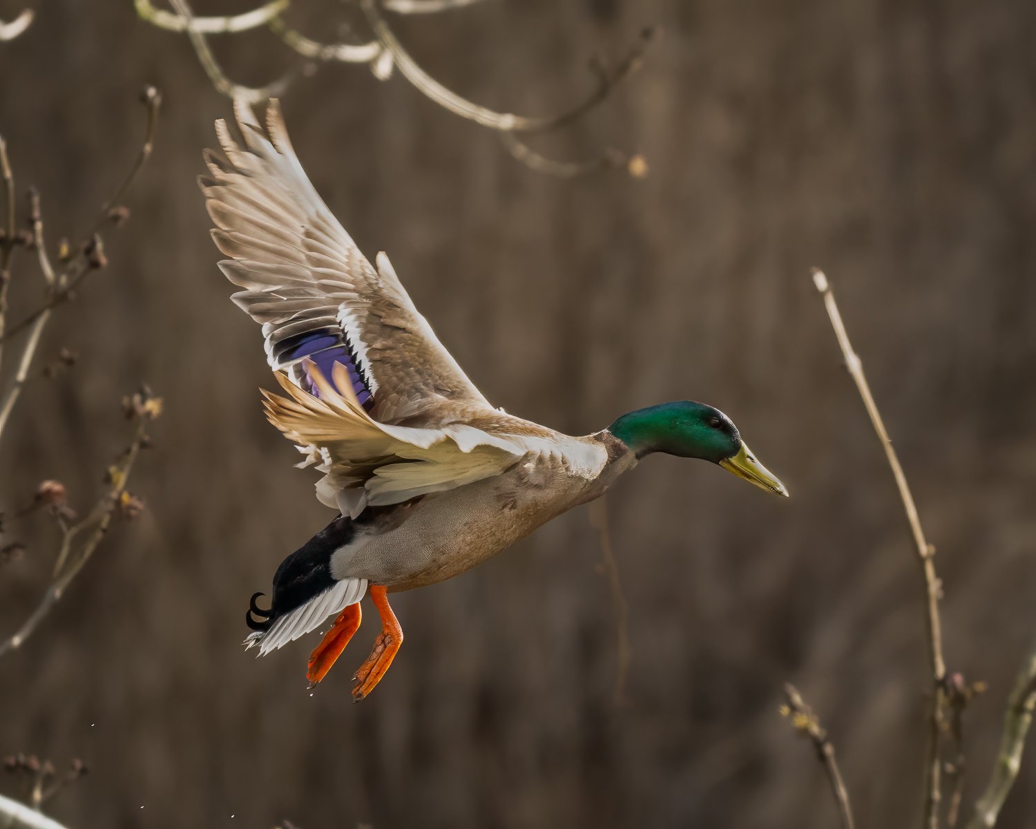 PZ8_3717-Edit-Edit.jpg