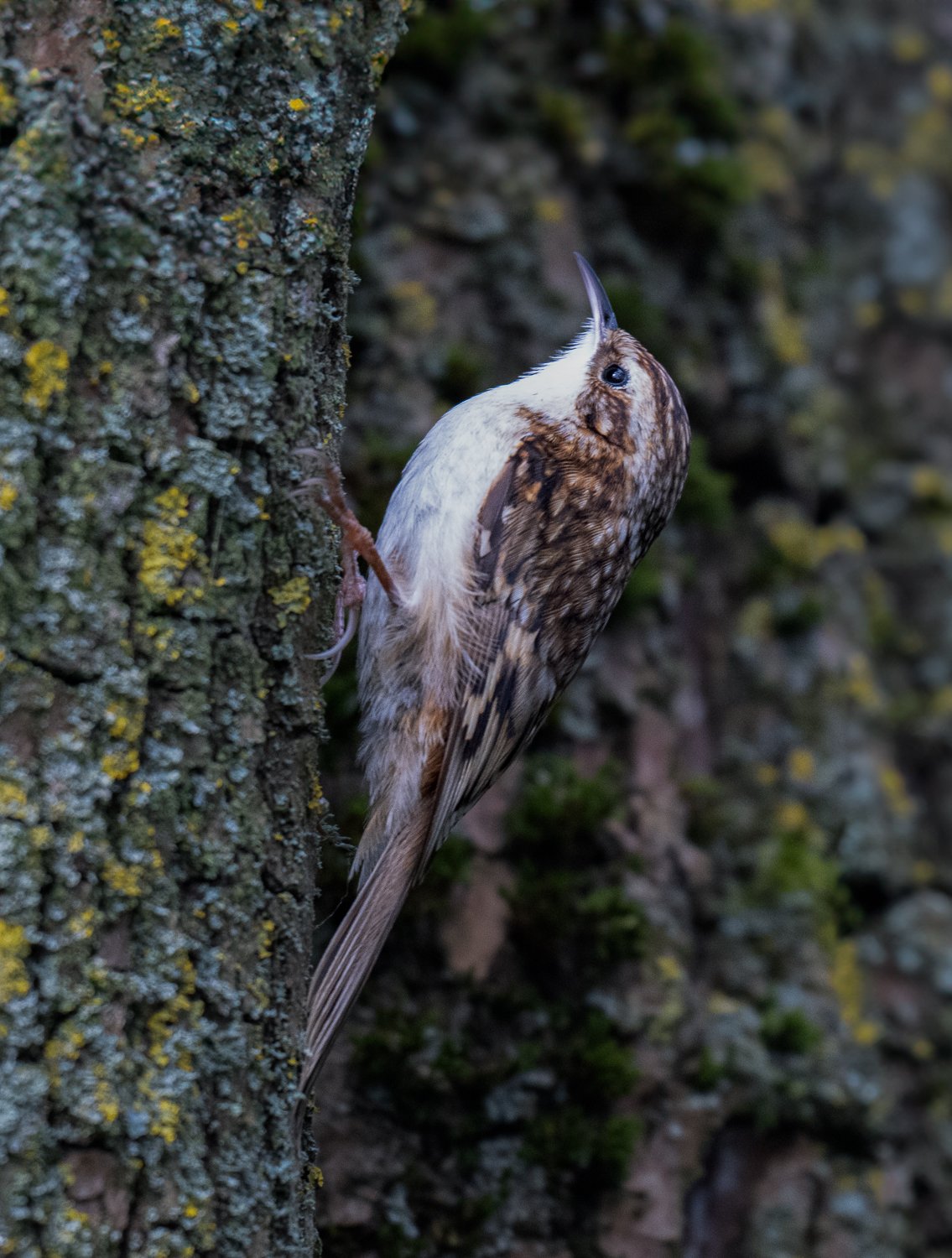 PZ8_4170-Edit.jpg