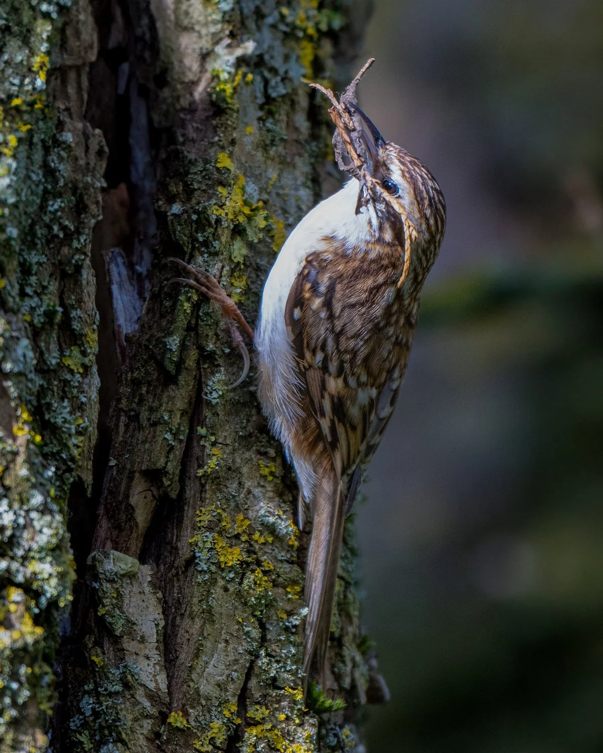 PZ8_4227-Edit.jpg