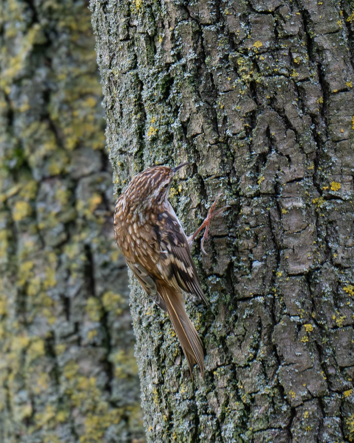 PZ8_4510-Enhanced-NR.jpg