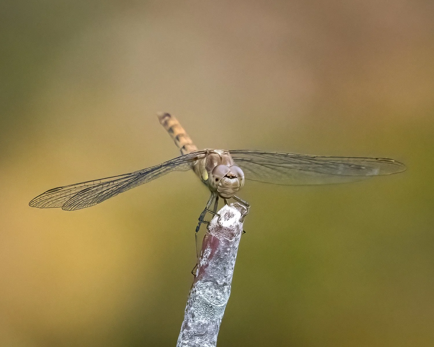JAN_8745-Edit.jpg