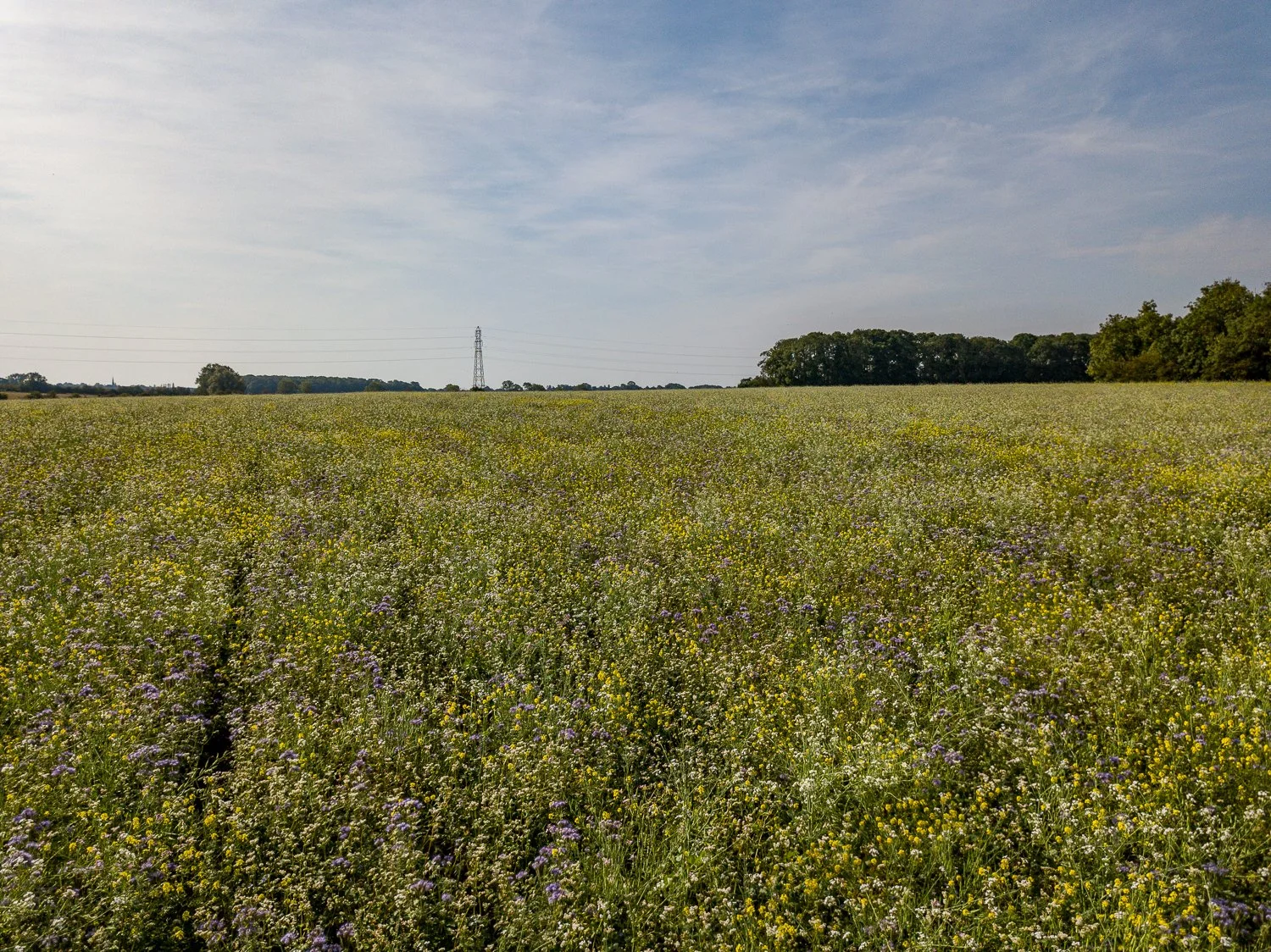 DJI_0125.jpg