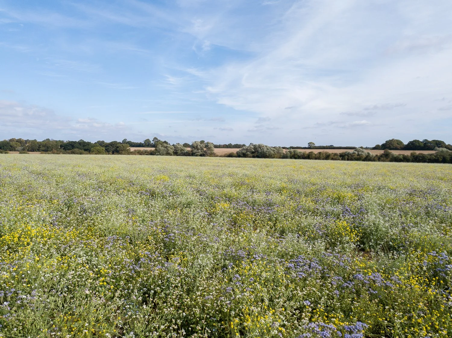 DJI_0181.jpg