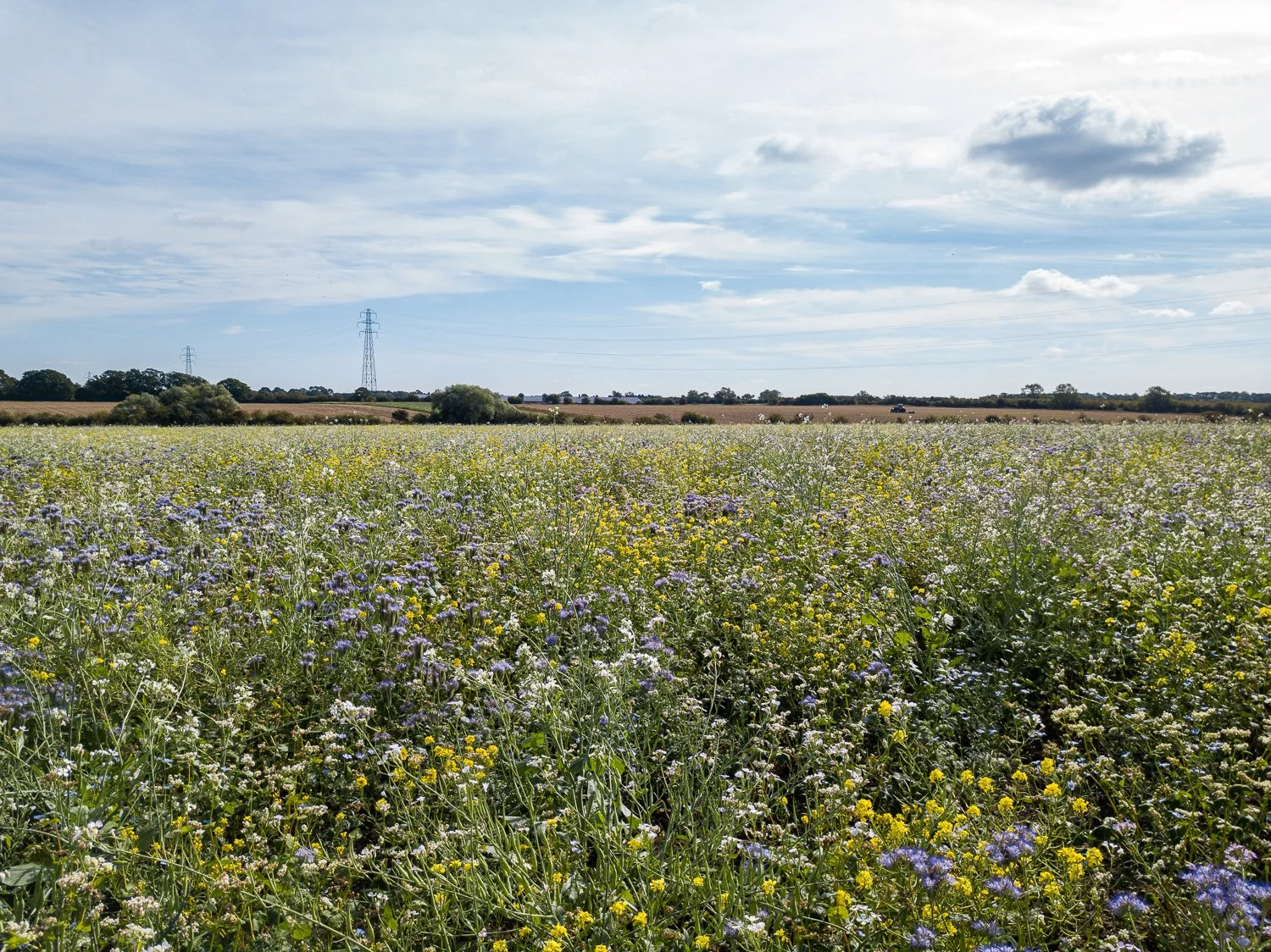 DJI_0184.jpg