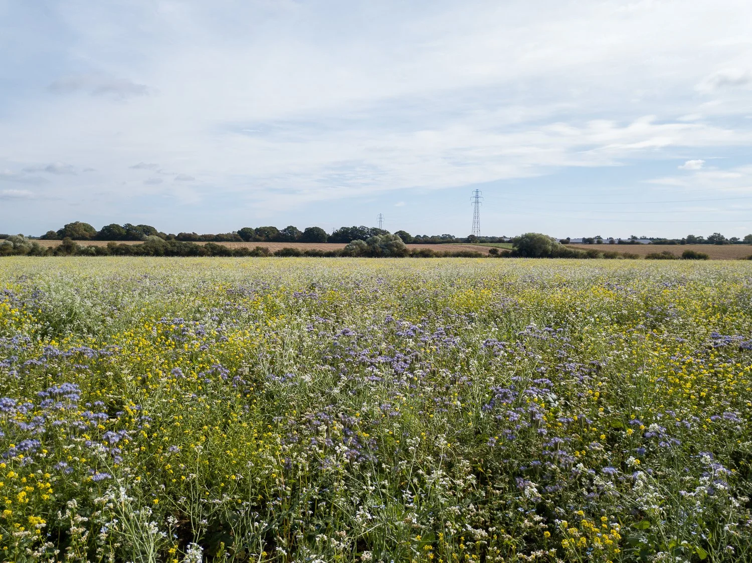 DJI_0188.jpg