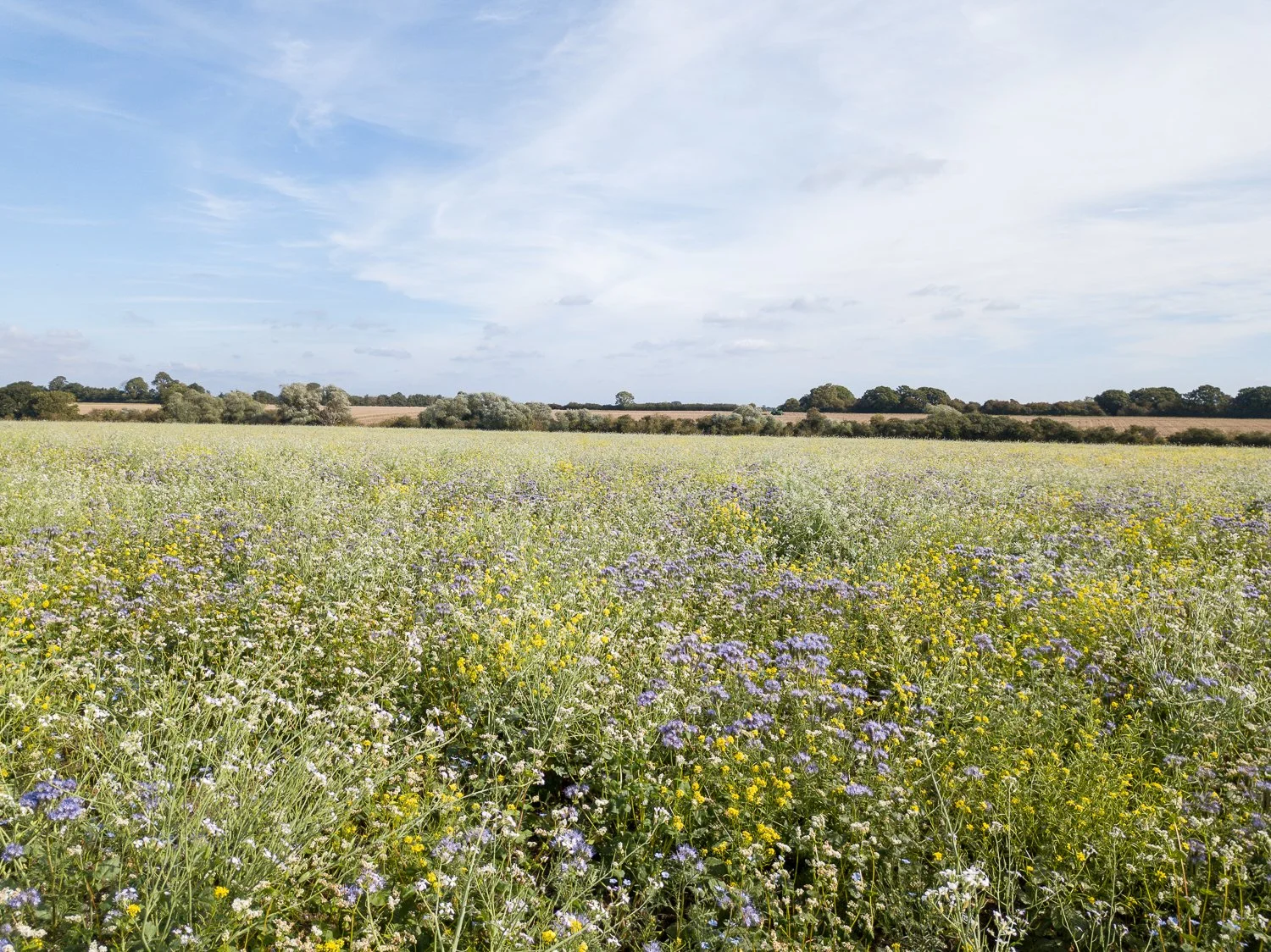 DJI_0189.jpg