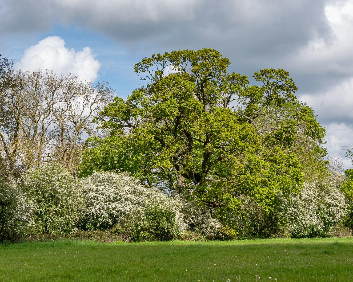 DSC_1155.jpg