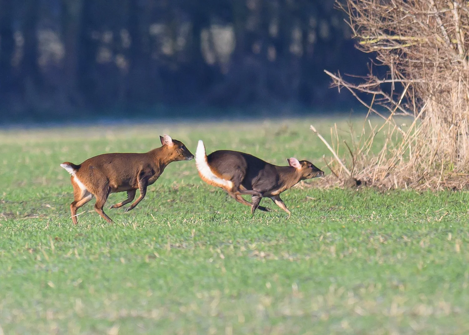 DSC_6100.jpg