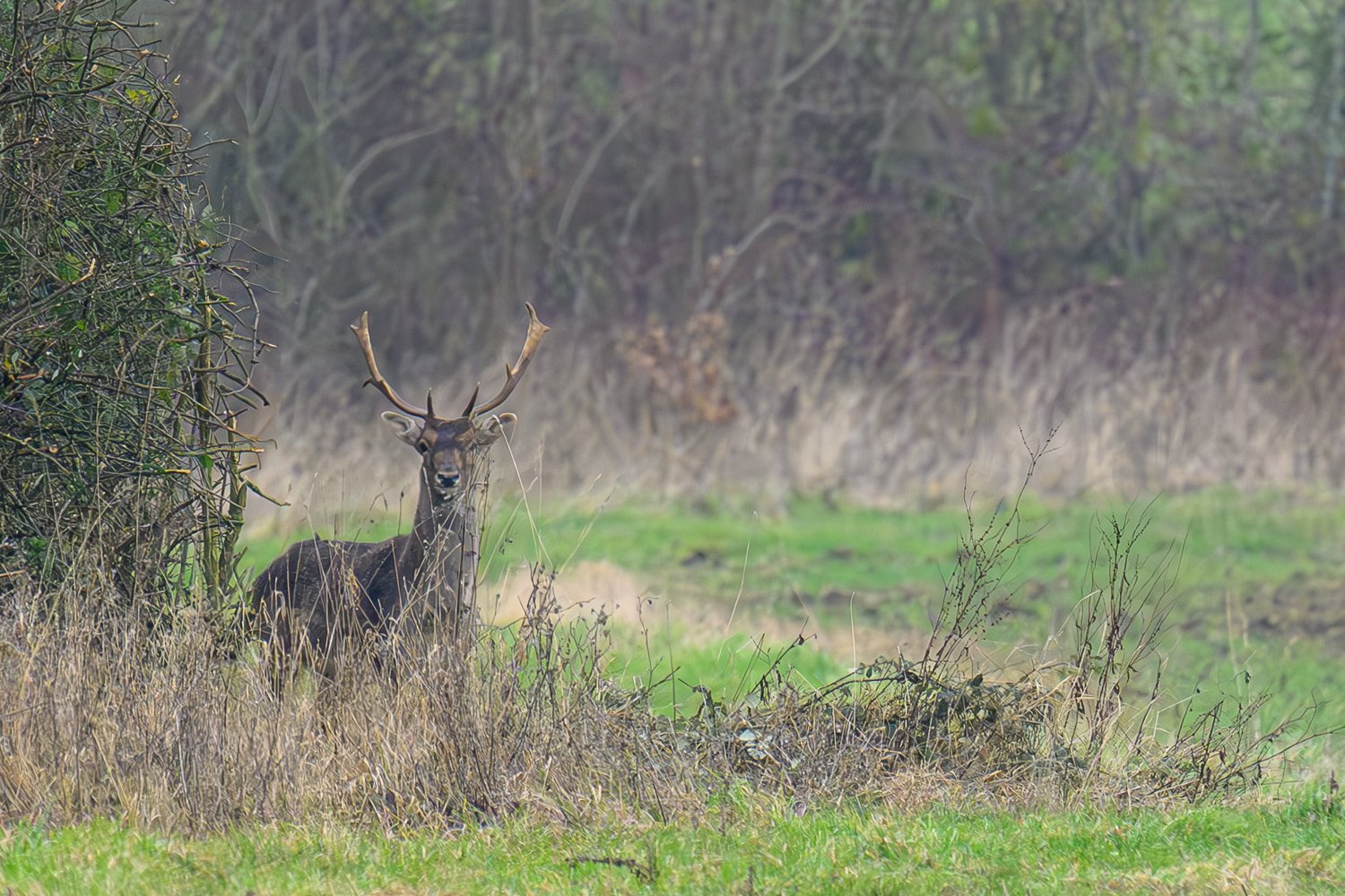DSC_6601-Enhanced-NR.jpg
