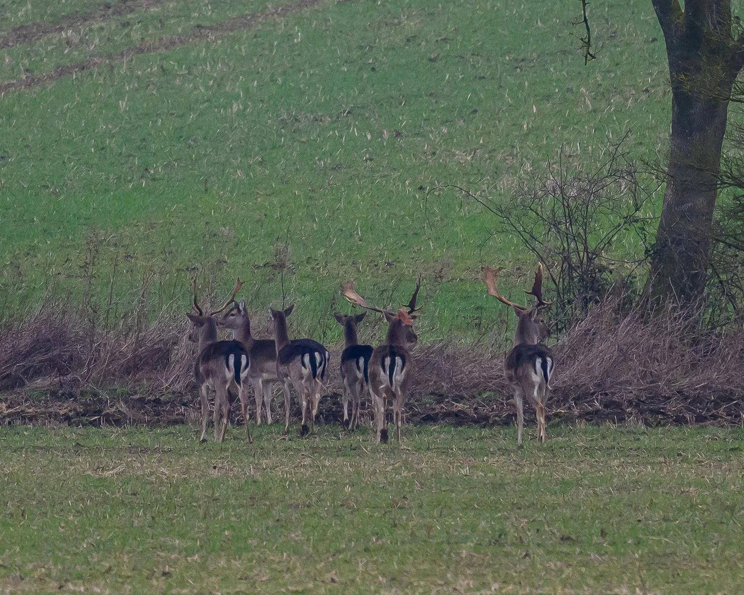 DSC_6623.jpg