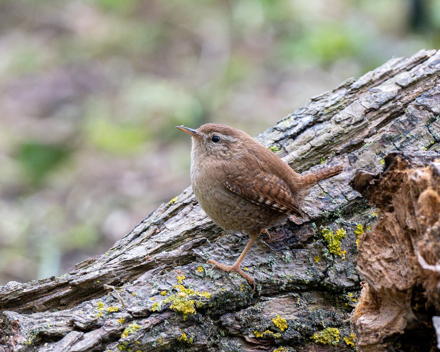 PZ8_4600-Enhanced-NR.jpg