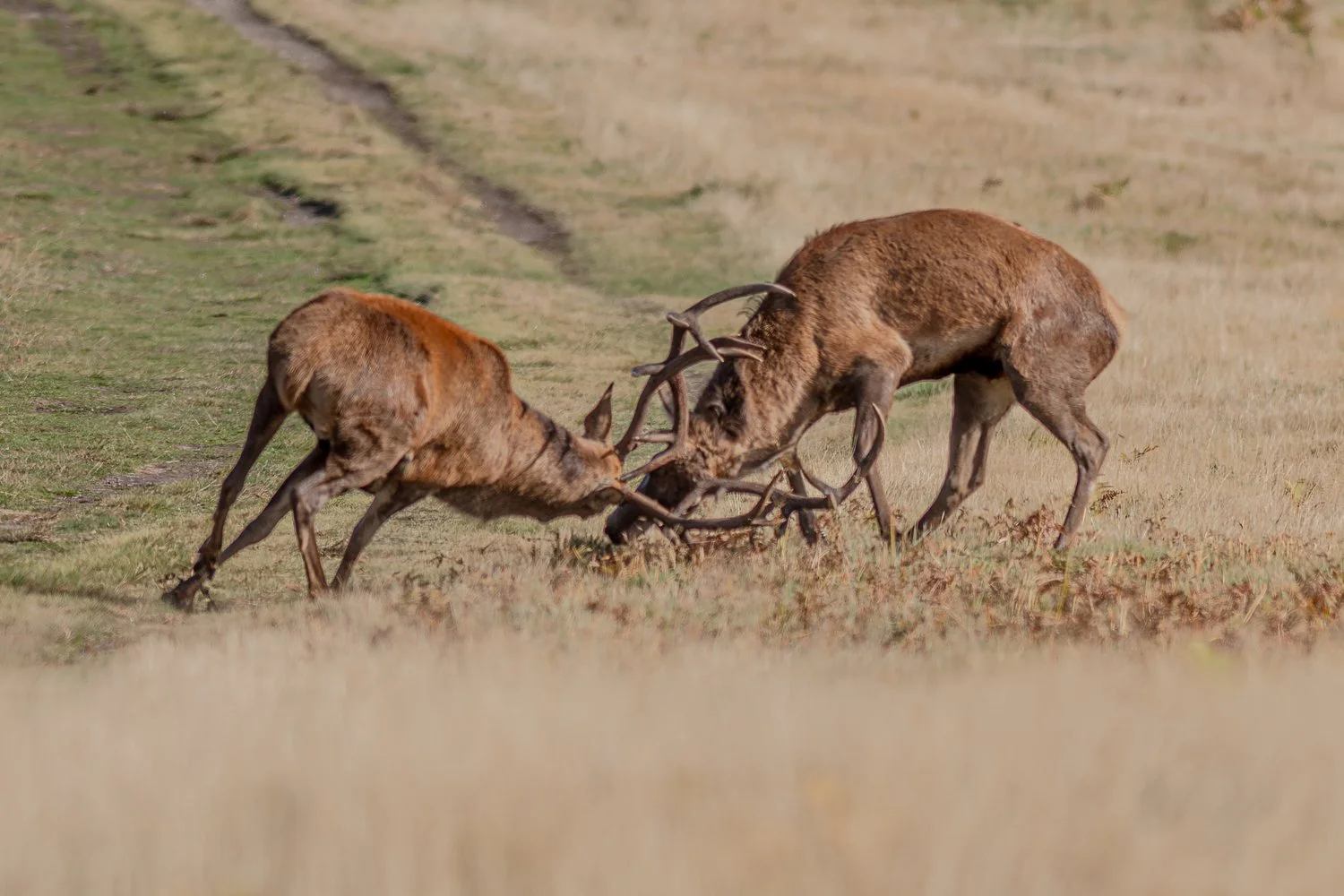 Red Deer - Rutting at Bradgate Park  Leicester
