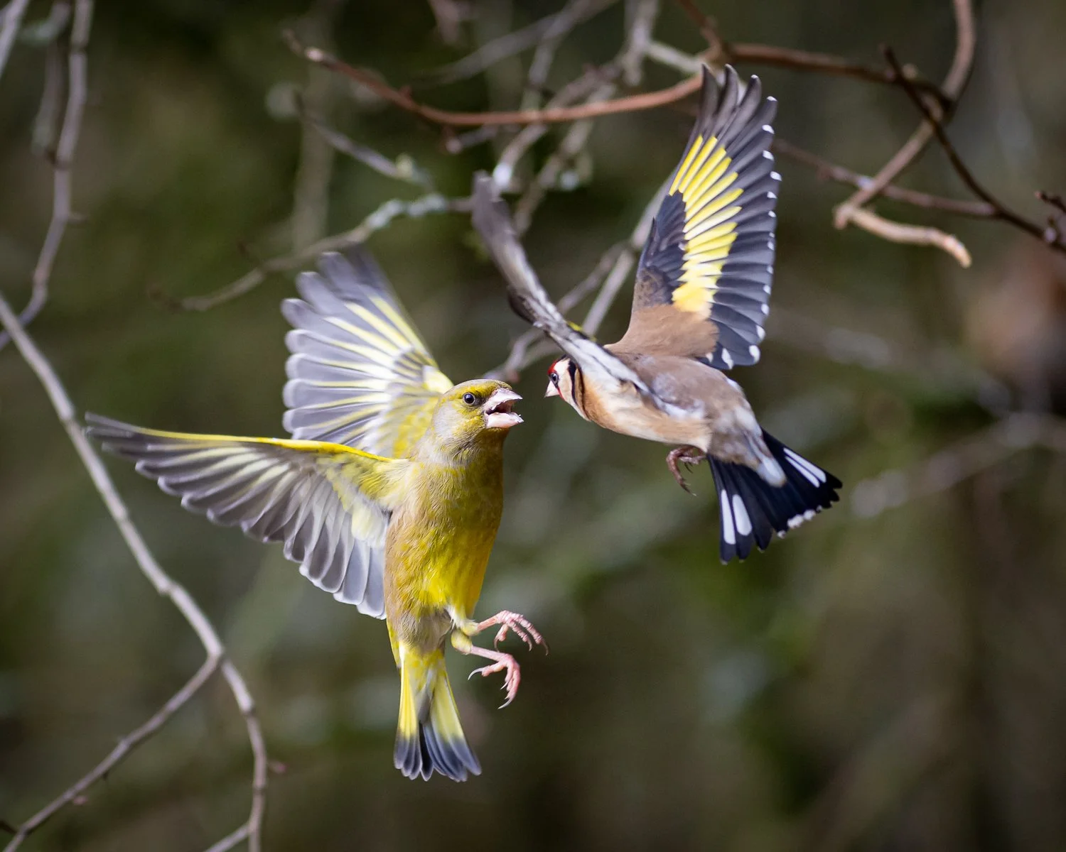 Goldfinch + Greenfinch - Summer Leys - Wildlife Trust