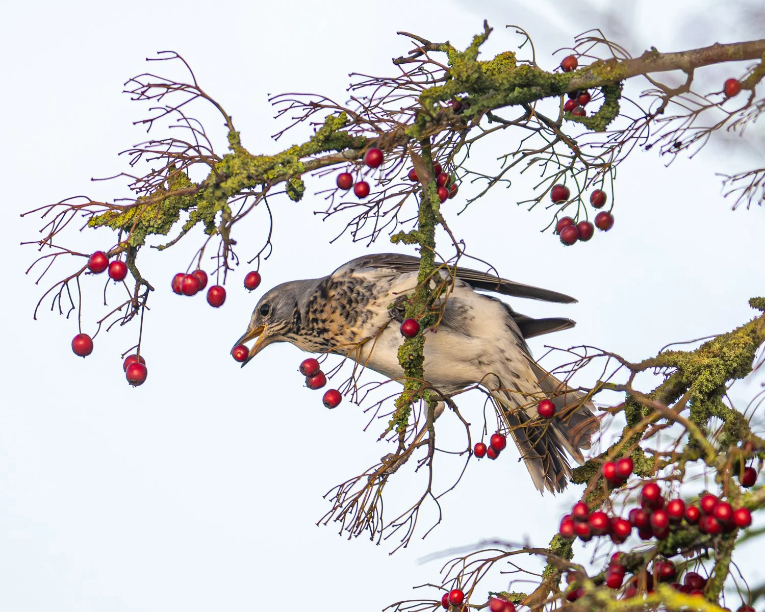 Fieldfare - St Bennets Abbey - Norfolk