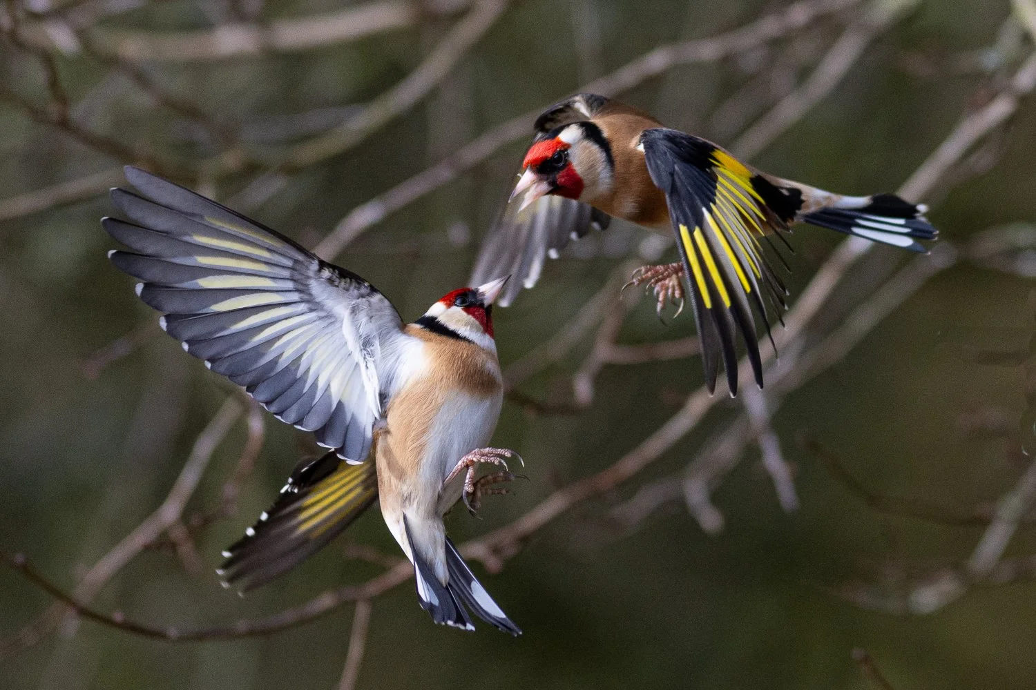 Goldfinch - Summer Leys - Wildlife Trust
