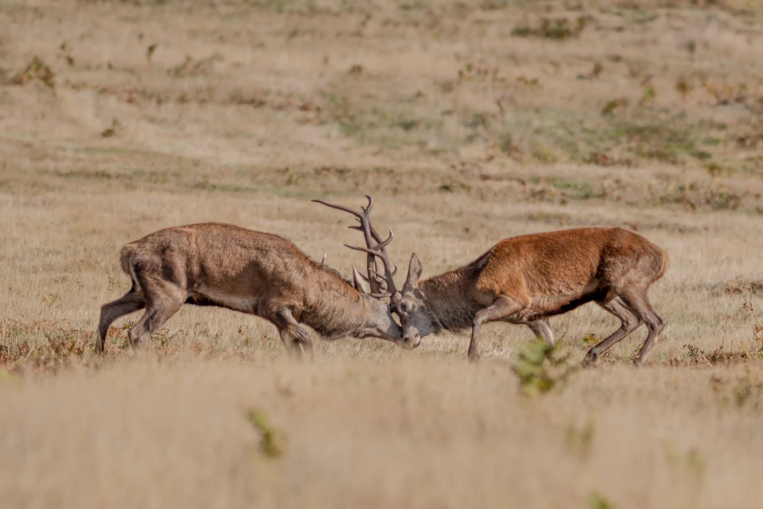 Red Deer - Rutting at Bradgate Park  Leicester