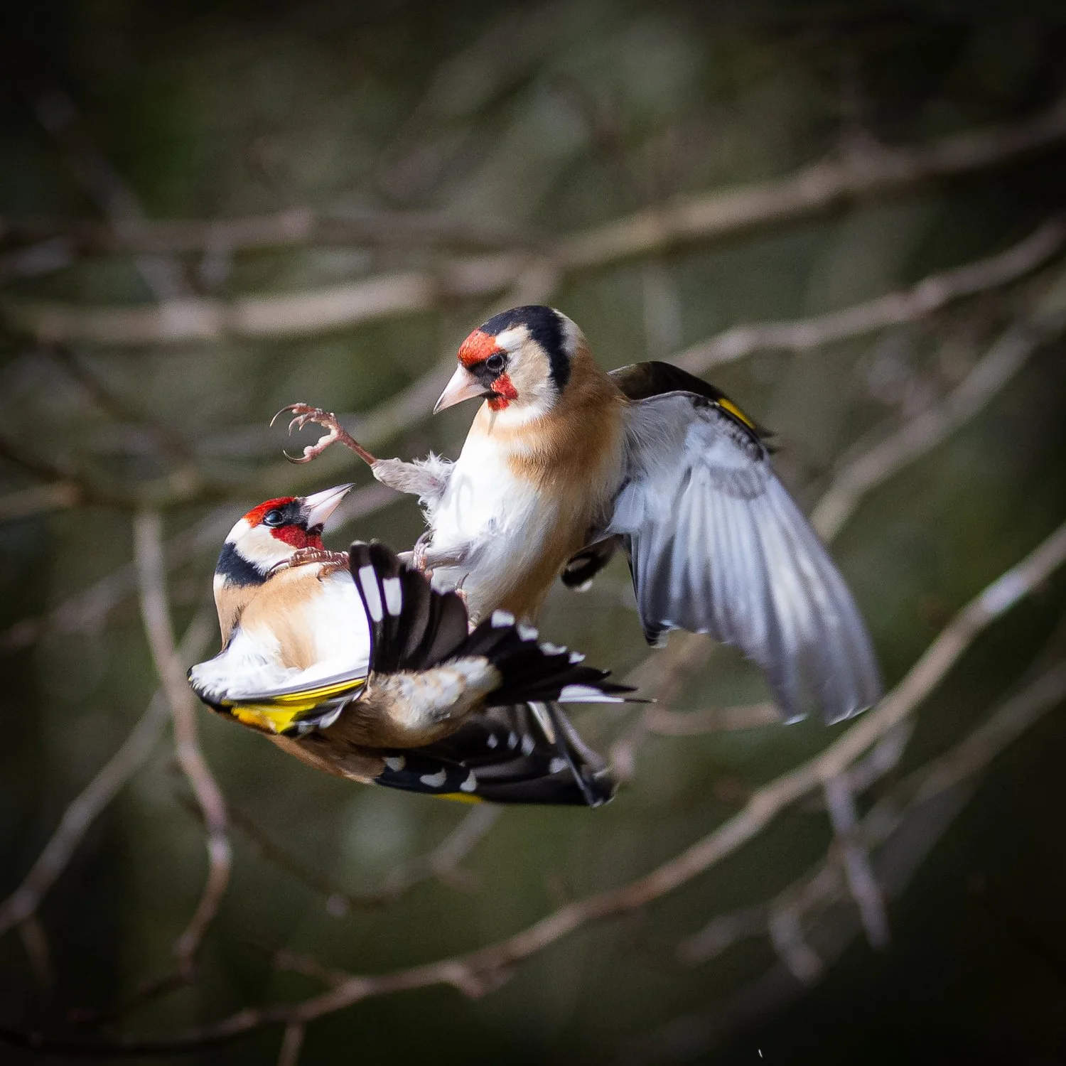 Goldfinch - Summer Leys - Wildlife Trust
