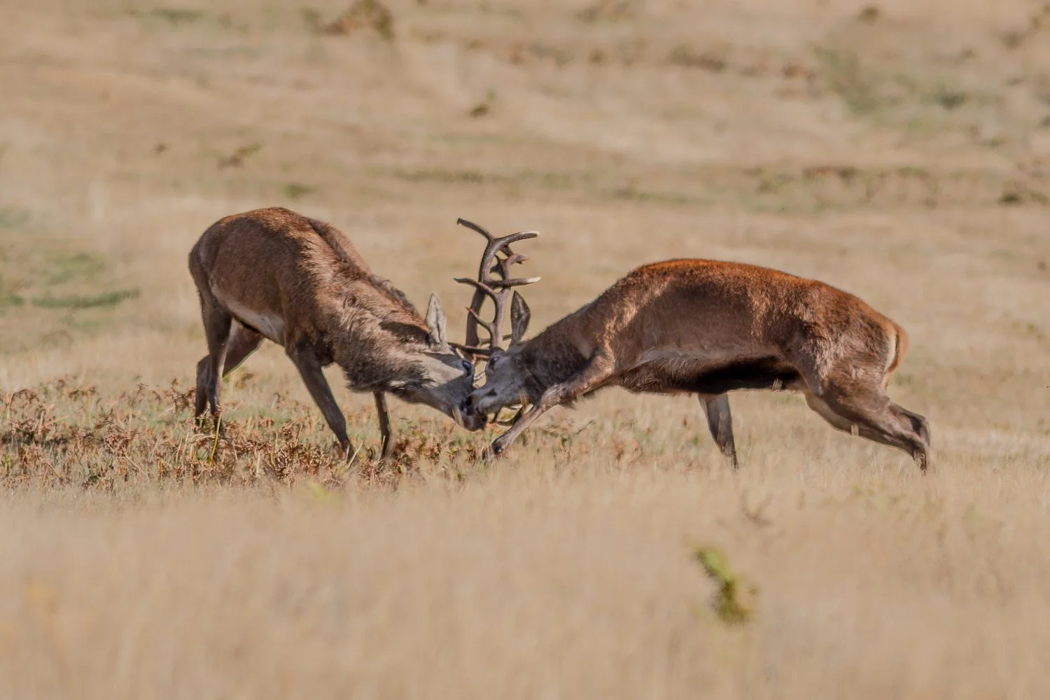 Red Deer - Rutting at Bradgate Park  Leicester