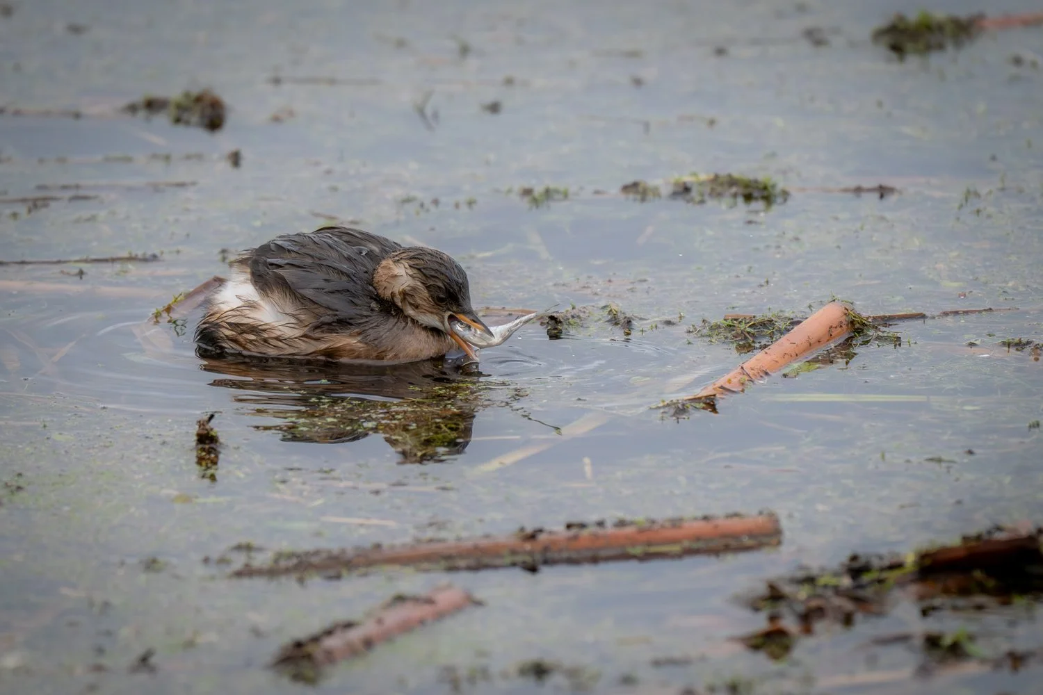 Little Grebe - Summer Leys  - Wildlife Trust