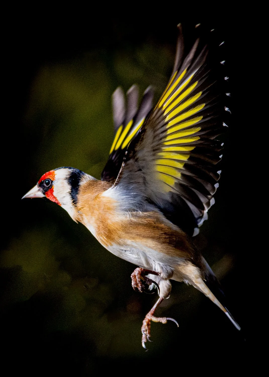Goldfinch - Summer Leys - Wildlife Trust