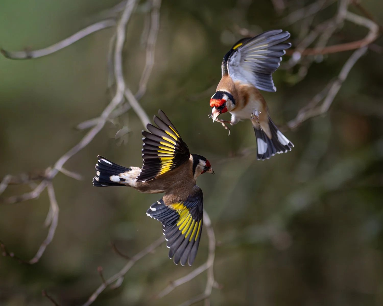 Goldfinch - Summer Leys - Wildlife Trust