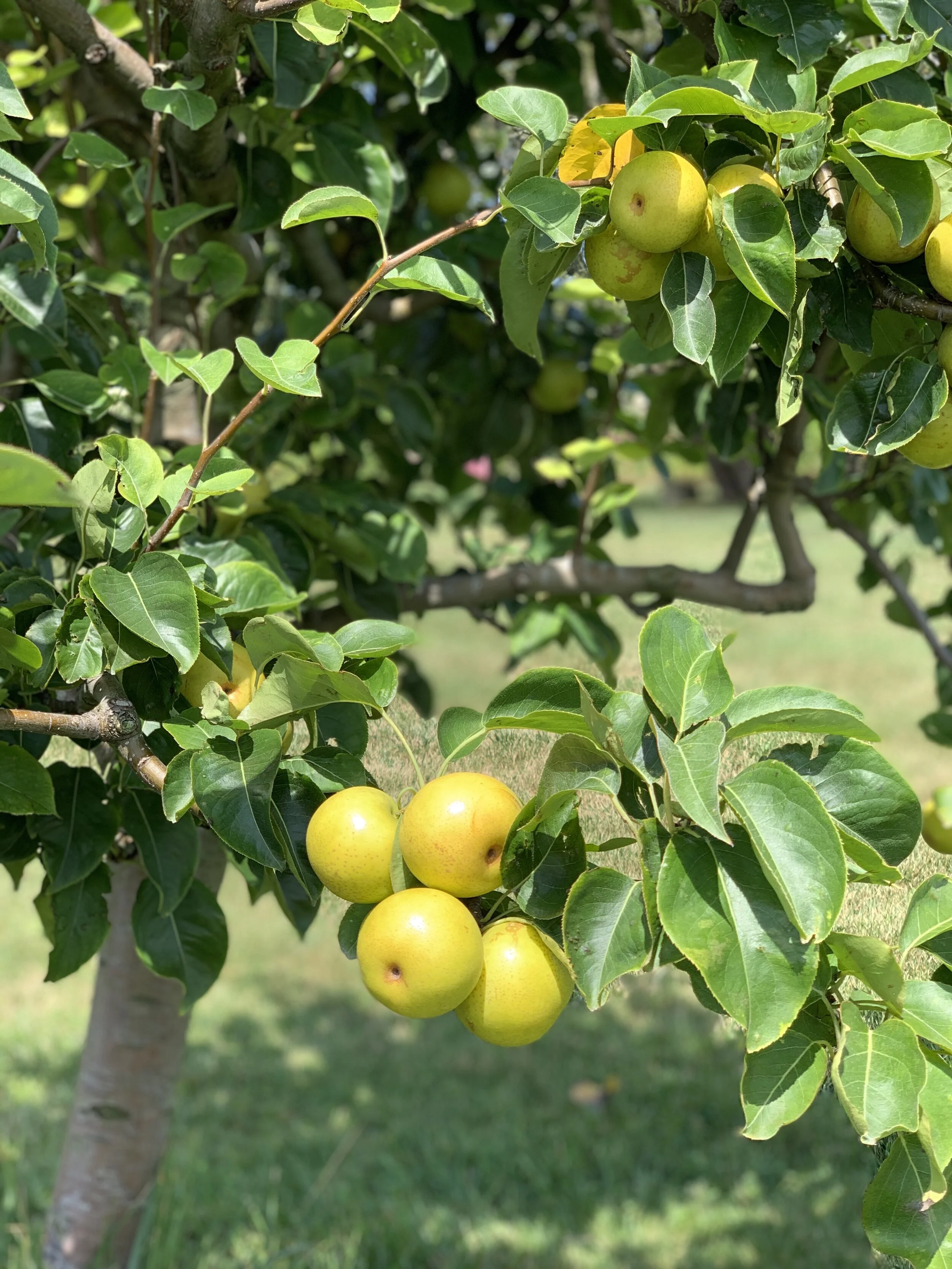 Color of the year - Yellow