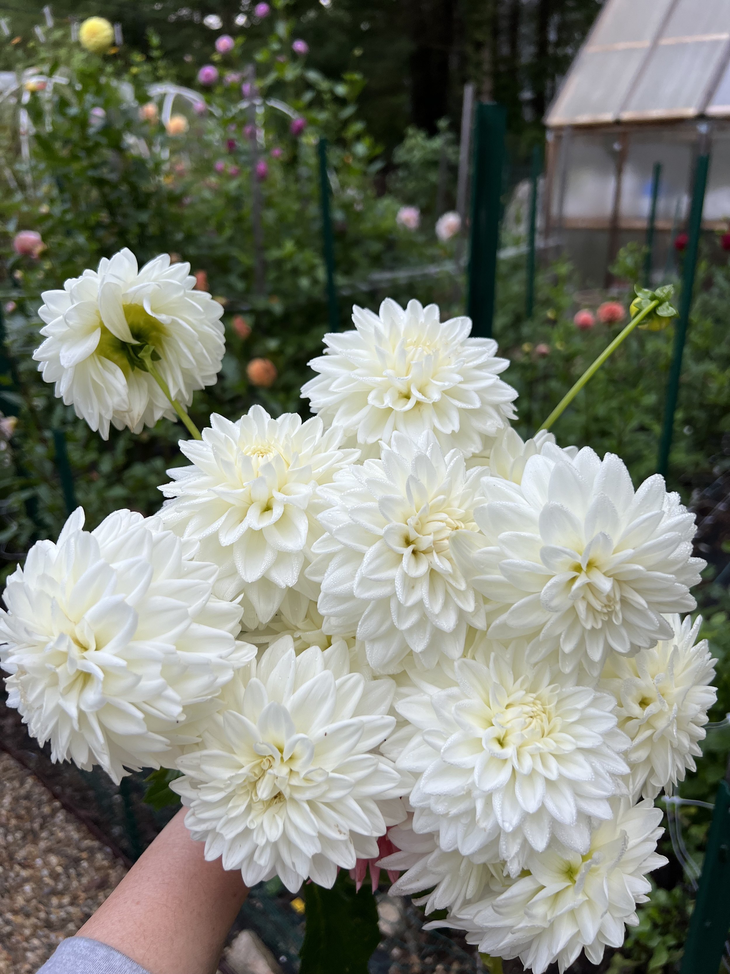 Blizzard Dahlia