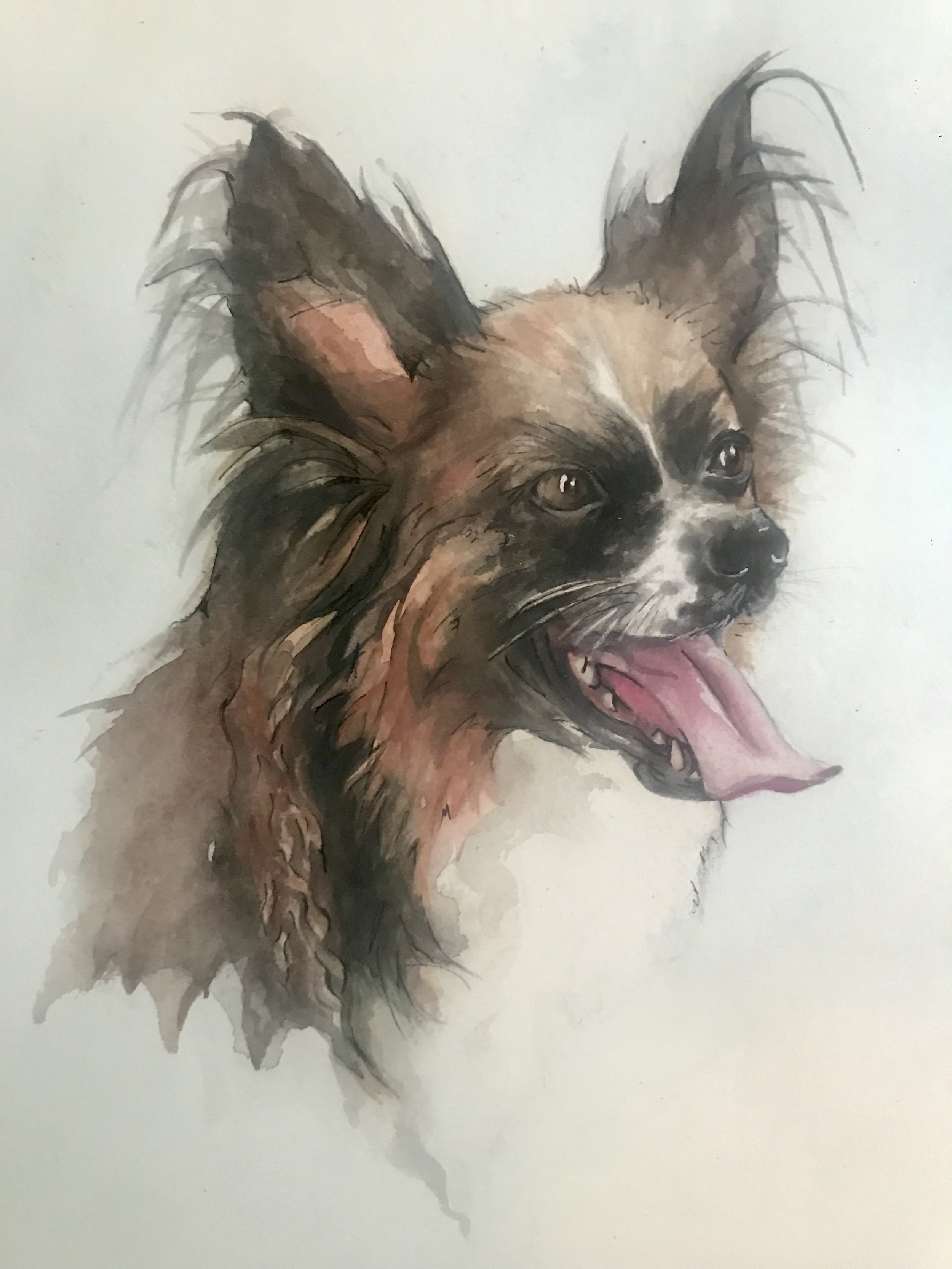 Dog portrait