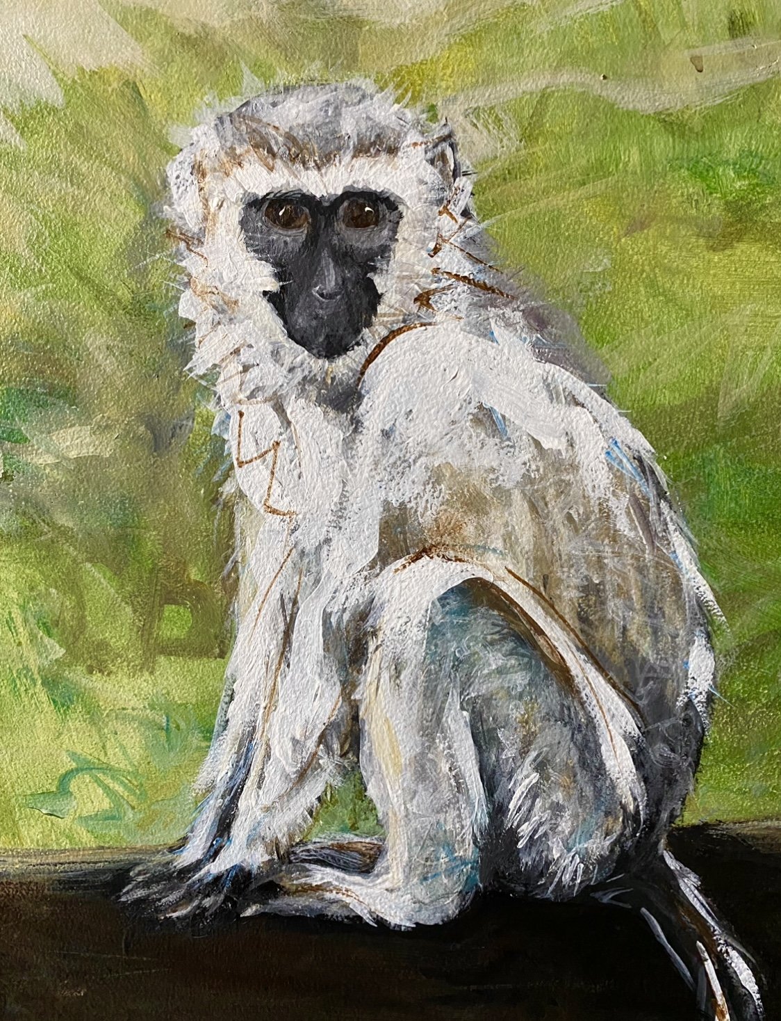  Cheeky Vervet monkey