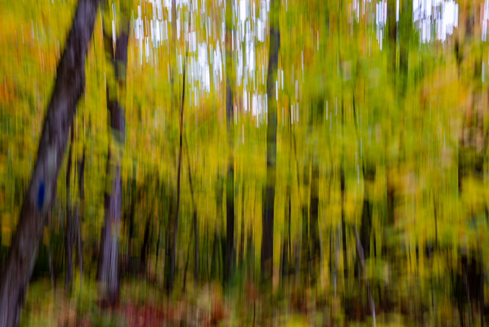 Villa-7-Forest2.jpg