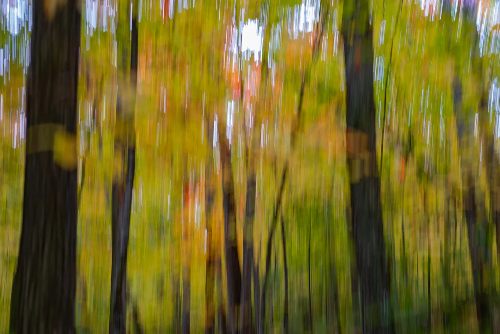 Villa-8-Forest3.jpg