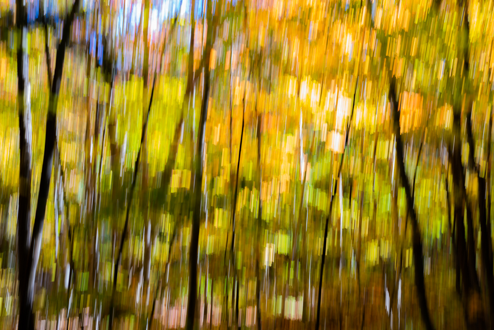 Villa-9-Forest4.jpg