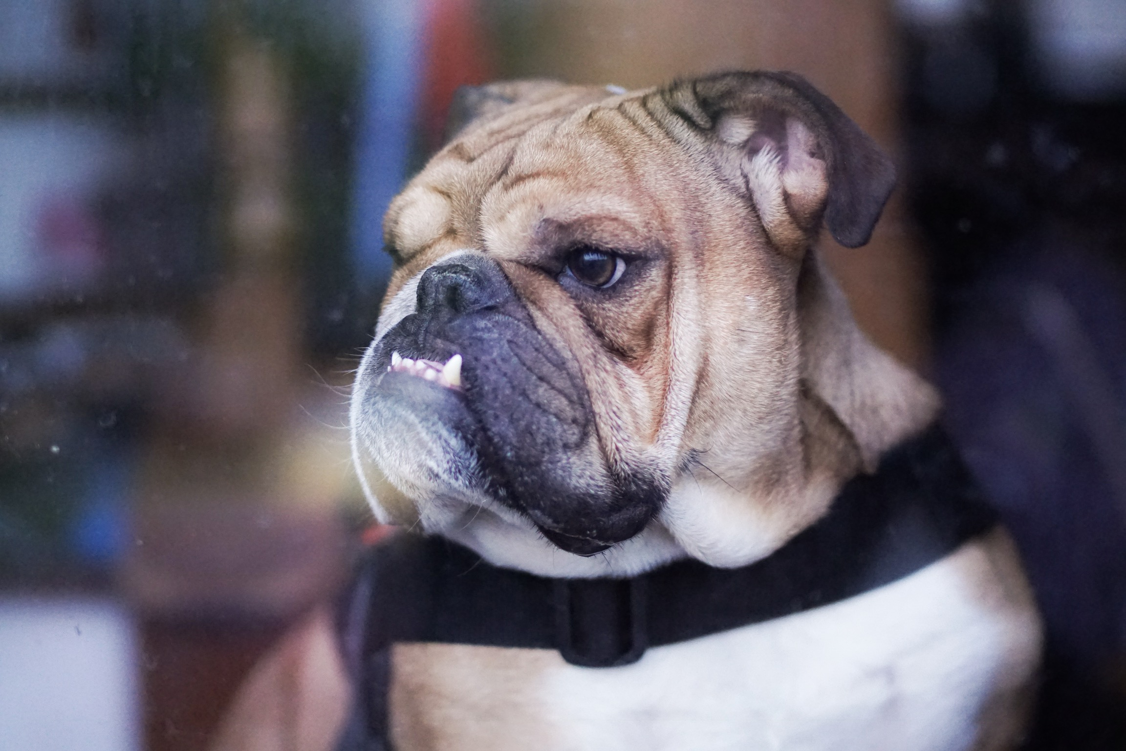 This bulldog, upon learning that he has homework.
