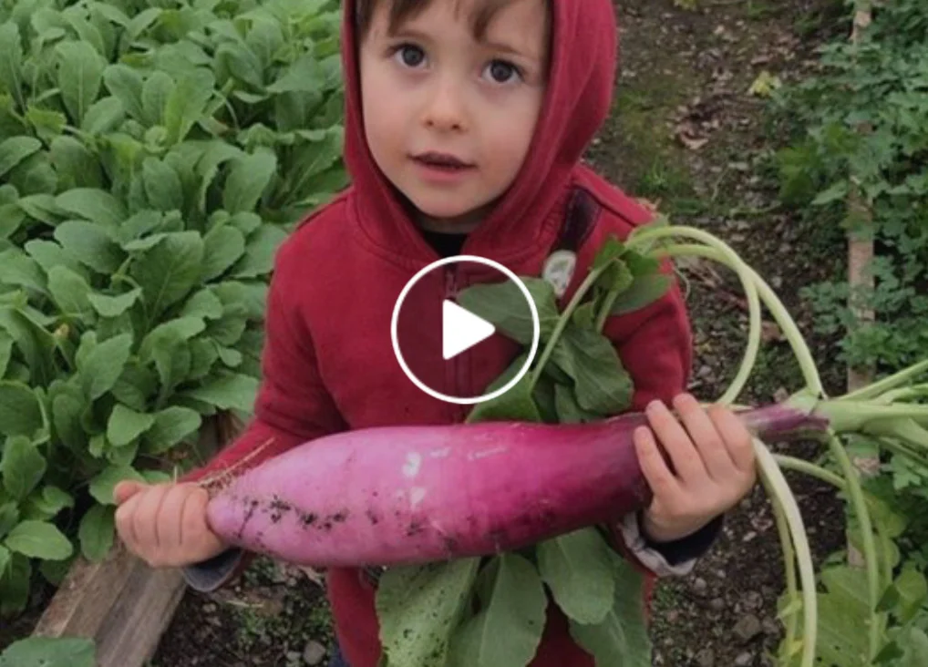 Winter Dinosaur Radish 
