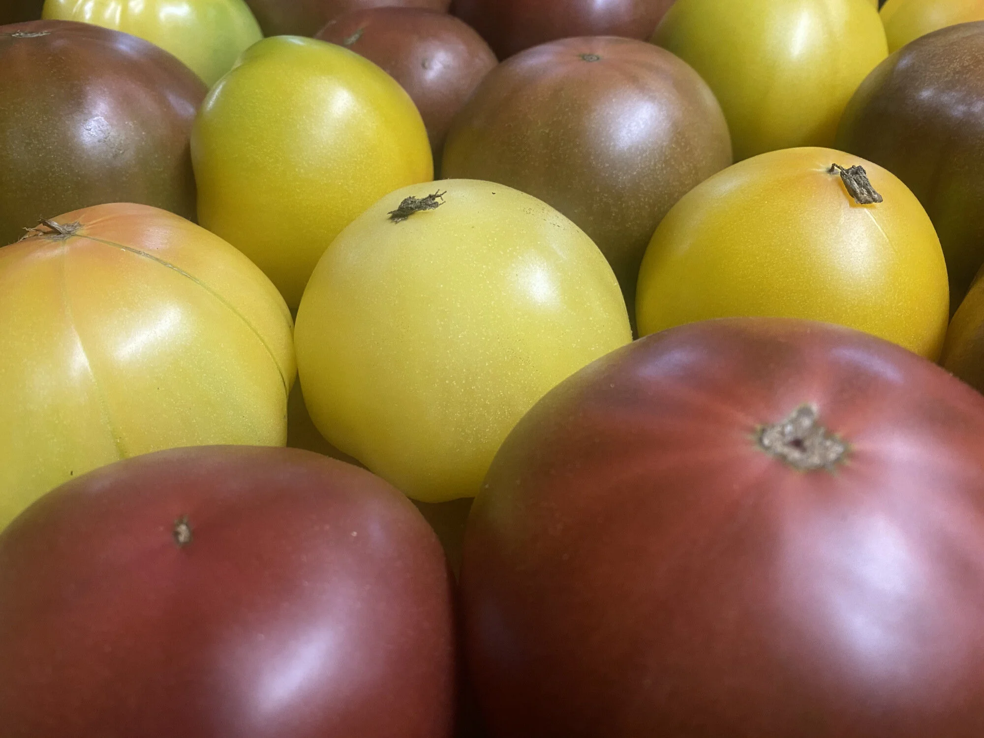 Local Pittsburgh Tomatoes.jpeg