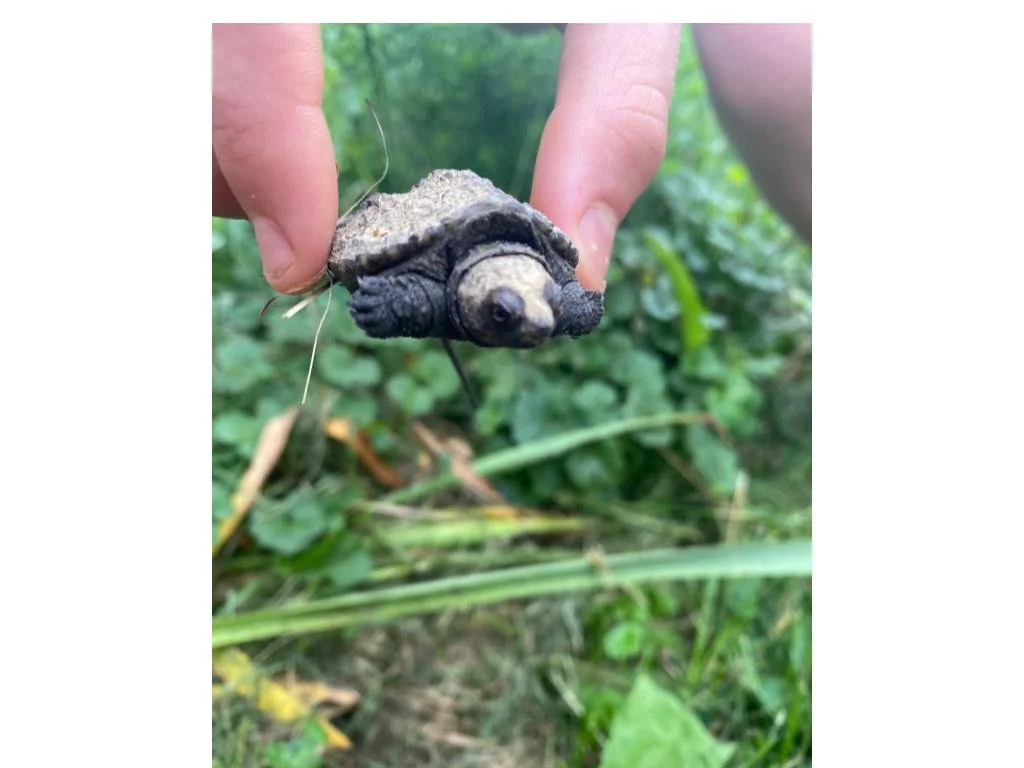 Summer 2025 CSA Newsletter - June 10, 2025 (Week 3)