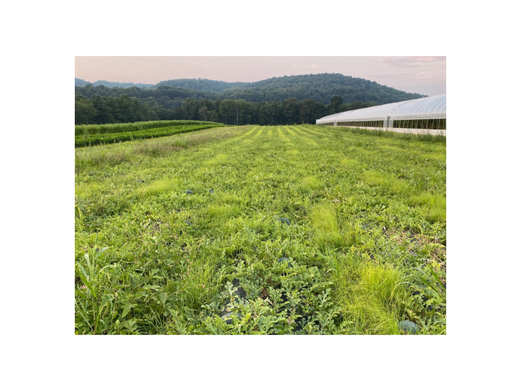 Summer 2025 CSA Newsletter - August 5, 2025 (Week 11)