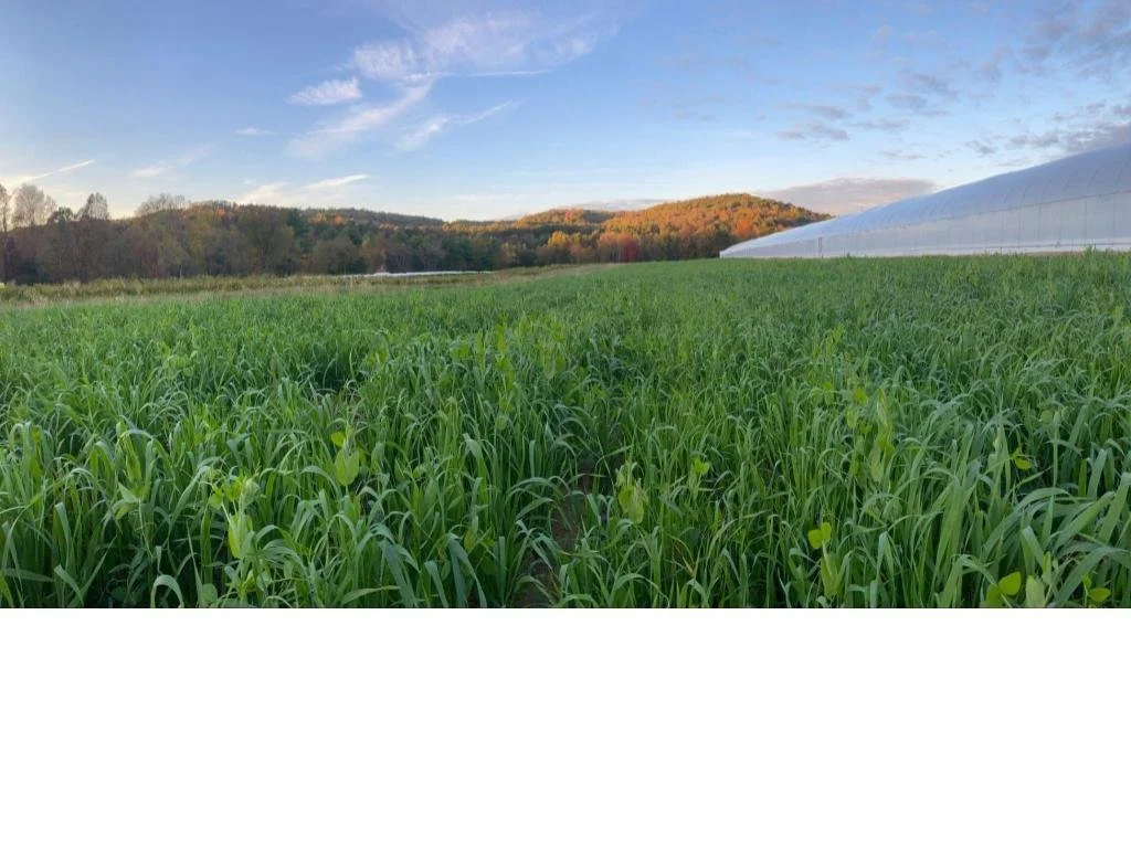 Summer 2025 CSA Newsletter - October 21, 2025 (Week 22)