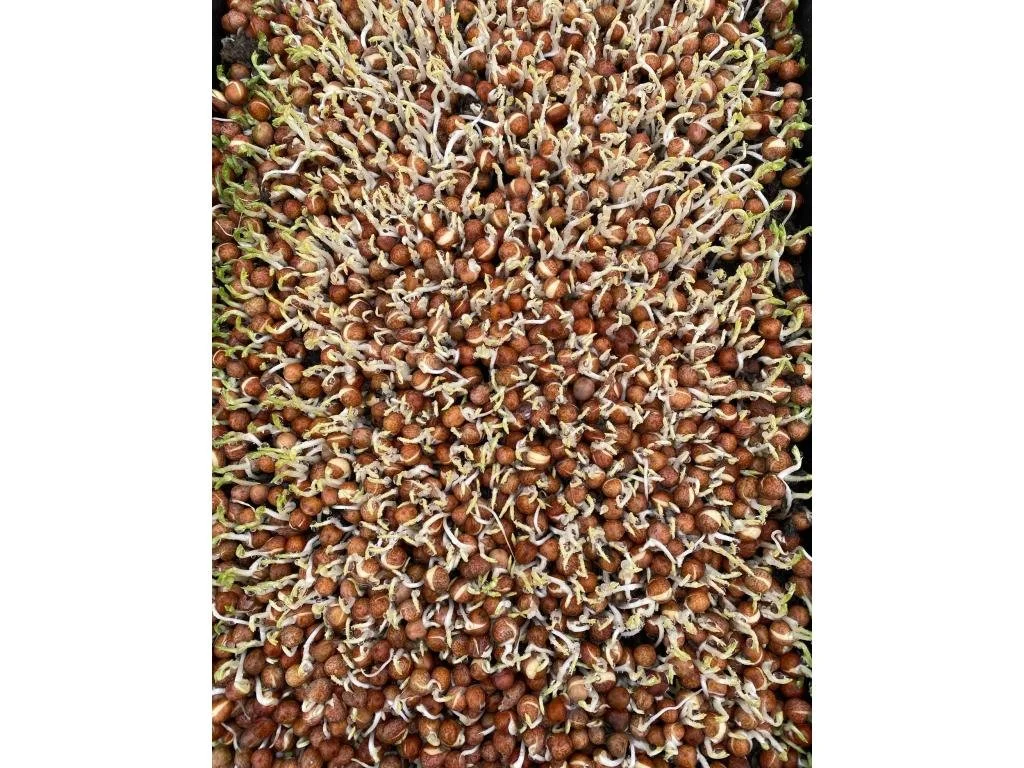 Summer 2025 CSA Newsletter - October 28, 2025 (Week 23)