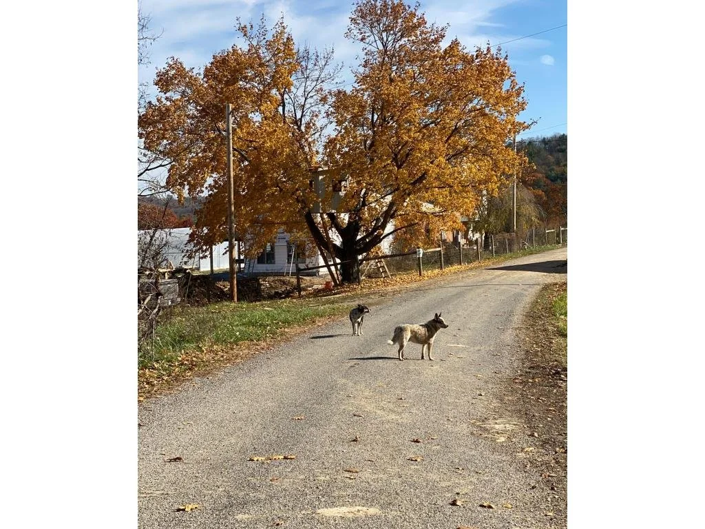 Fall 2025 CSA Newsletter - November 11, 2025 (Week 1)