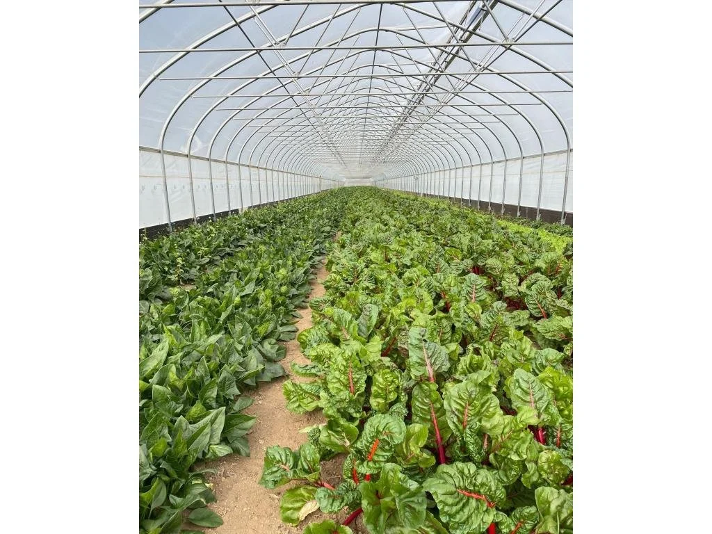 Fall 2025 CSA Newsletter - November 18, 2025 (Week 2)